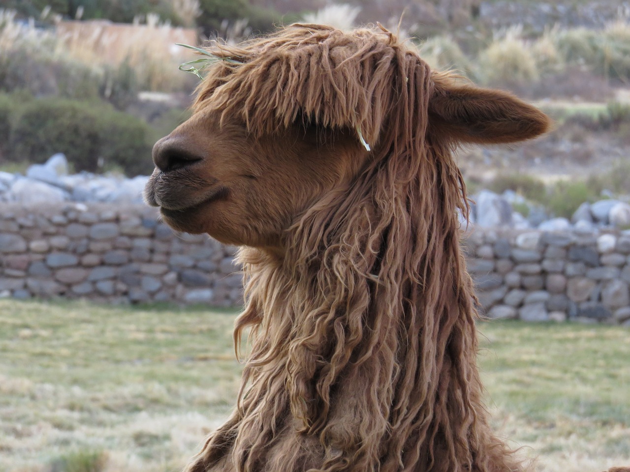 An alpaca