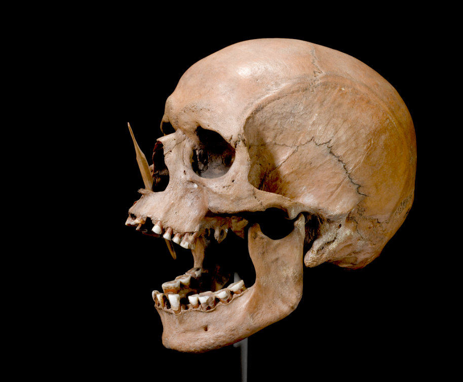 Permose Man skull