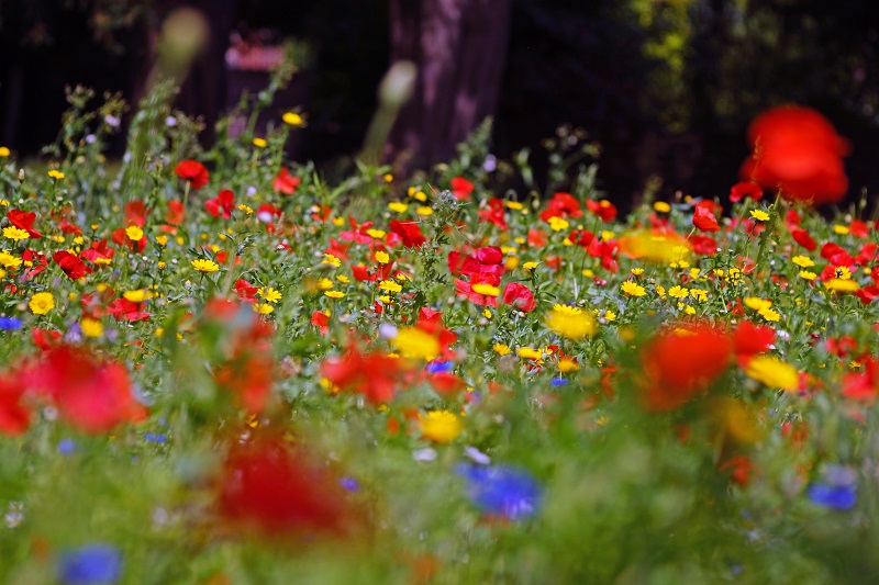 wildflowers