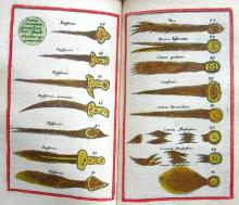 Hand-coloured charts of comets