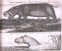 Hippopotamus